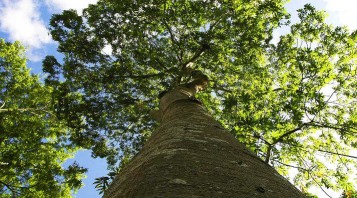 Parco delle Bertone, caccia agli alberi monumentali
