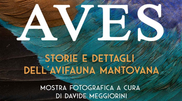AVES, storie e dettagli dell