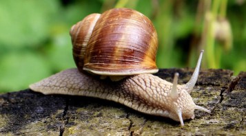 Chioccola, animale simbolo Segni d