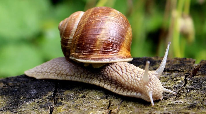 Chioccola, animale simbolo Segni d