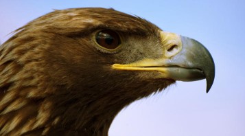Aquila, animale simbolo SEGNI 2018