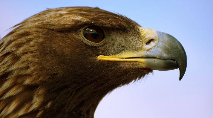 Aquila, animale simbolo SEGNI 2018