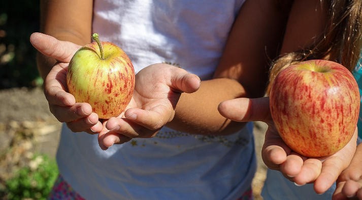 Mantova, eventi per bambini per il World Food Day