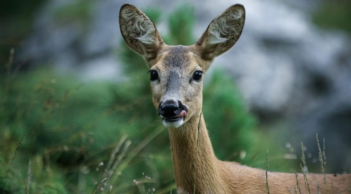 Capriolo, La notte bianca della biodiversità: Natura e Musica a Bosco Fontana
